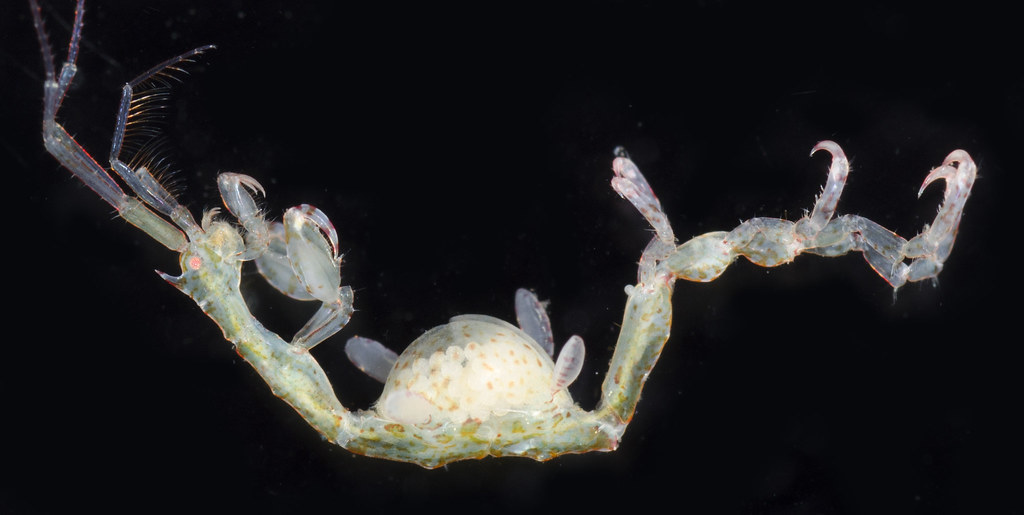 Caprella angusta