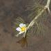 Water Crowfoot - Photo (c) Tony Rebelo, some rights reserved (CC BY-SA), uploaded by Tony Rebelo