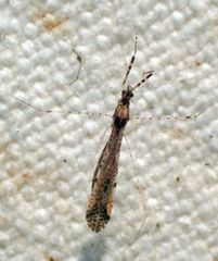 Empicoris rubromaculatus