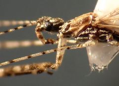 Empicoris rubromaculatus