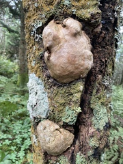 Phellinus pomaceoides