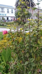 Hibiscus rosa-sinensis
