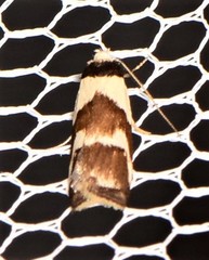 Eulechria triferella