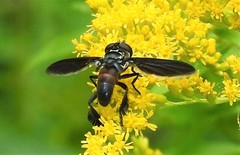 Trichopoda lanipes