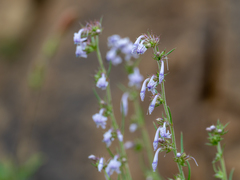 Hedeoma hyssopifolia