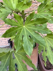 Fatsia
