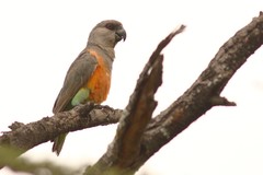 Poicephalus rufiventris