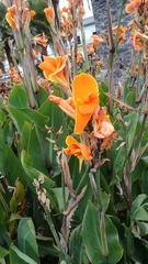 Canna × generalis