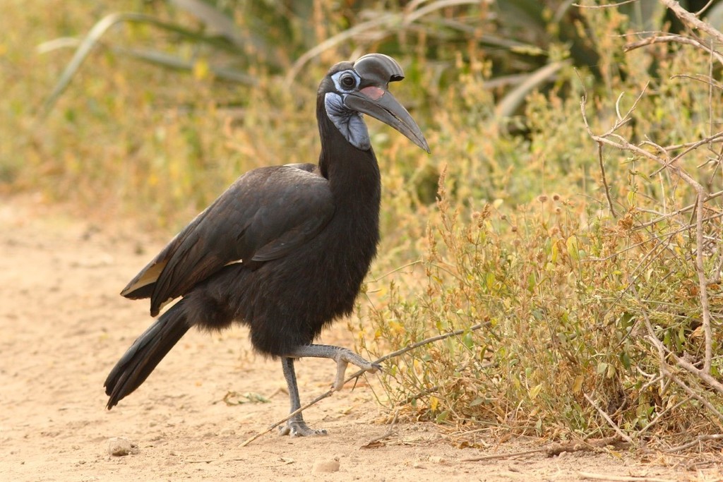 Ground Hornbills