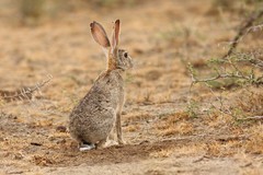 Lepus habessinicus