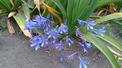 Agapanthus praecox