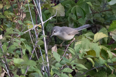 Curruca cantillans albistriata