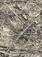 Leiobunum vittatum