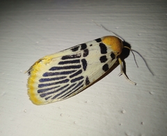 Stigmatophora palmata