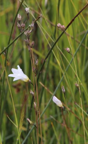 Ixia rivulicola