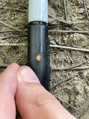 Leiobunum vittatum