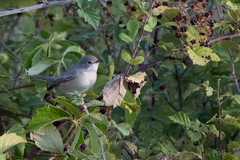 Curruca cantillans albistriata