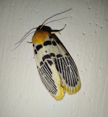 Stigmatophora palmata