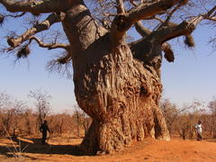 Bubalornis niger niger