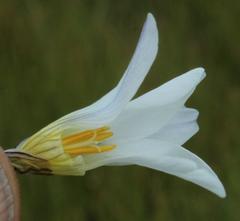 Ixia thomasiae