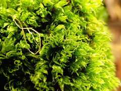 Ptychostomum moravicum