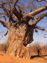Bubalornis niger niger