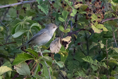 Curruca cantillans albistriata