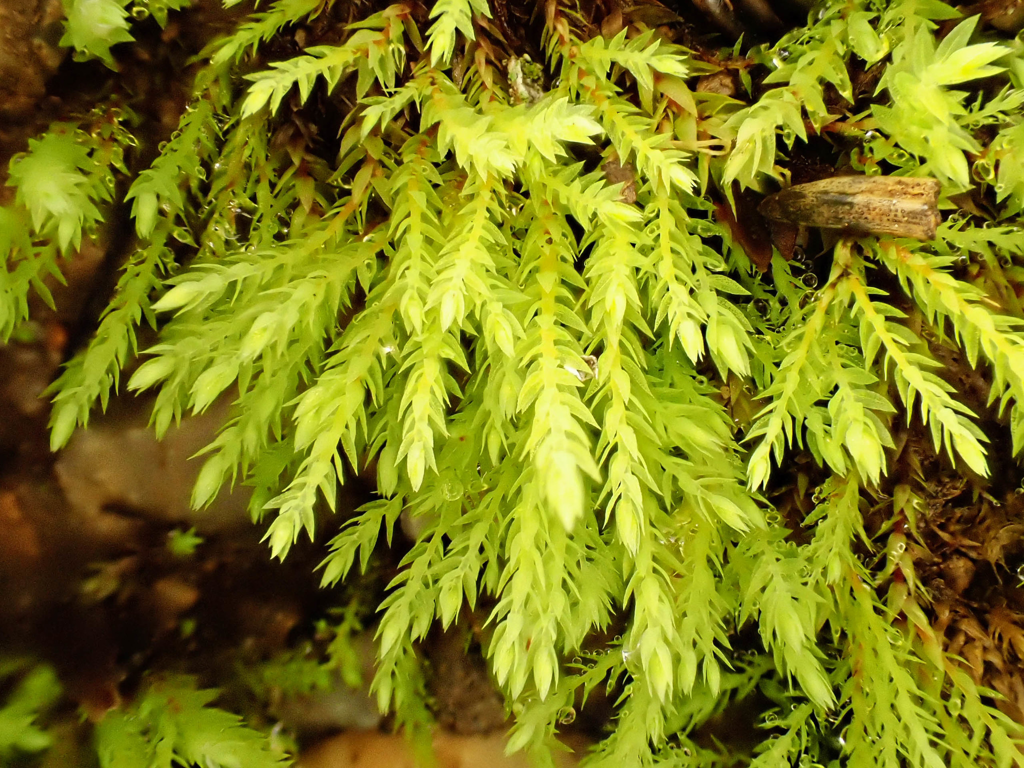Pohlia wahlenbergii