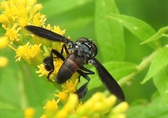 Trichopoda lanipes