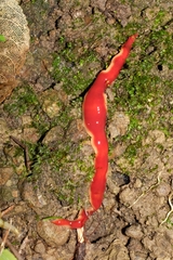 Arthurdendyus testaceus