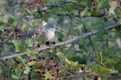 Curruca cantillans albistriata