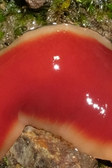 Arthurdendyus testaceus