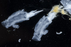 Cyclosalpa bakeri