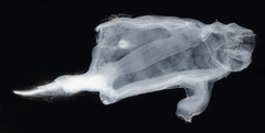 Cyclosalpa bakeri