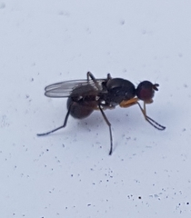 Nemopoda nitidula