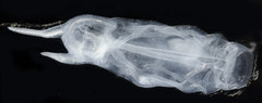 Cyclosalpa bakeri