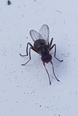 Nemopoda nitidula