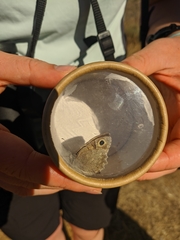 Hipparchia statilinus