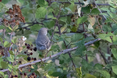 Curruca cantillans albistriata