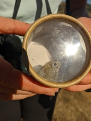 Hipparchia statilinus