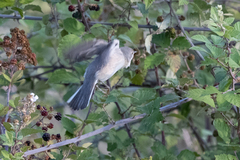 Curruca cantillans albistriata