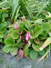 Bergenia