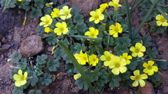 Oxalis lasiorrhiza