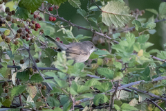 Curruca cantillans albistriata