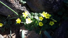 Oxalis lasiorrhiza