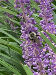 Bombus impatiens