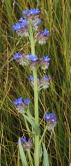 Anchusa capensis