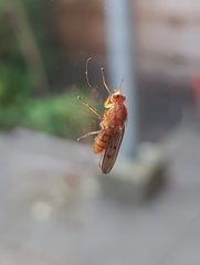 Dryomyzidae