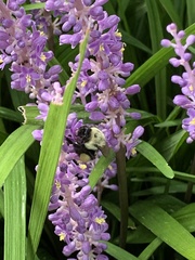 Bombus impatiens