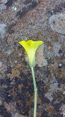 Oxalis lasiorrhiza
